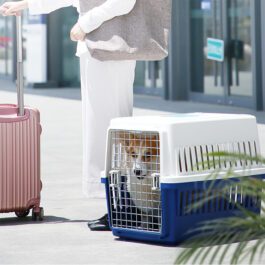 finefindmall-iris-airline-approved-pet-carrier-02